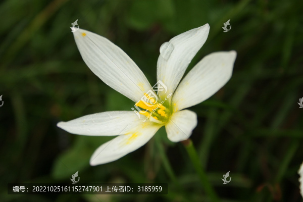 蔥蓮