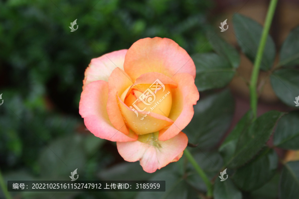 月季