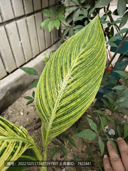 樹葉