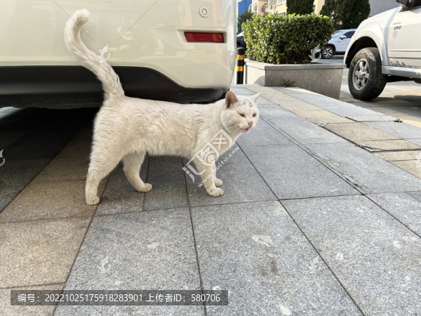 小區(qū)流浪貓