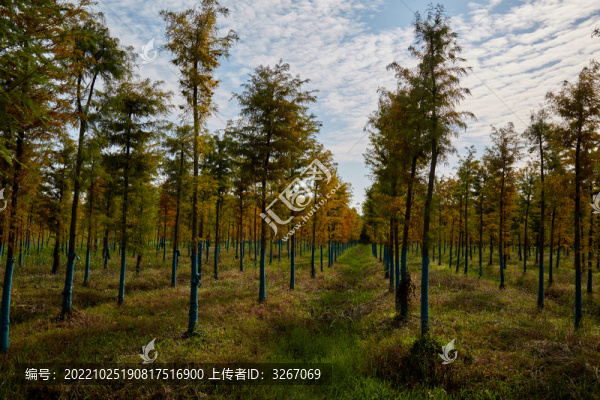 安徽省蕪湖市灣沚區(qū)百鳥(niǎo)灘
