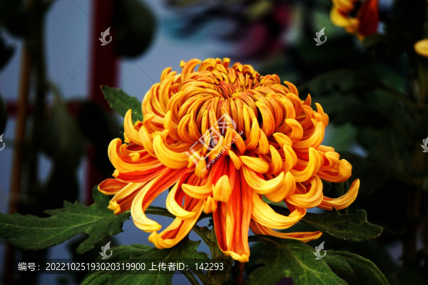 菊花