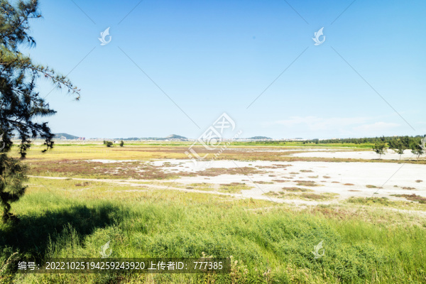 鹽堿地野草的吹拂