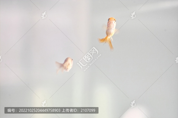 小金魚
