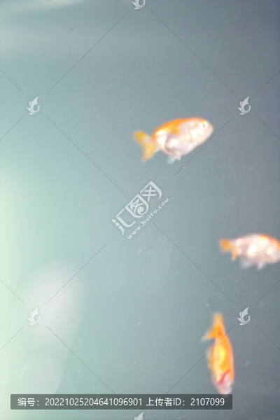 小金魚(yú)
