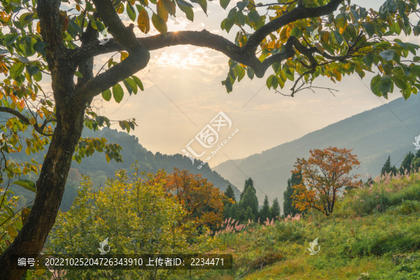 老柿子樹