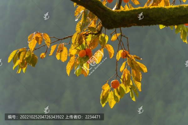 柿子紅了