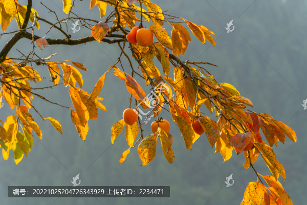 柿子紅了