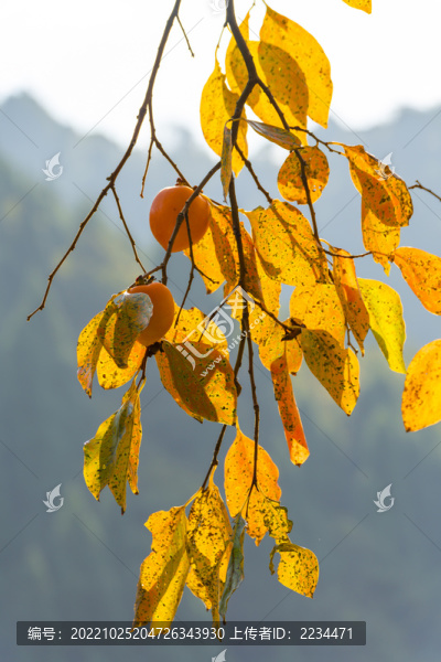 柿子紅了