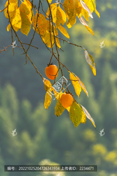柿子紅了