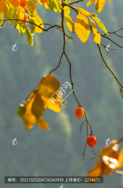 柿子紅了