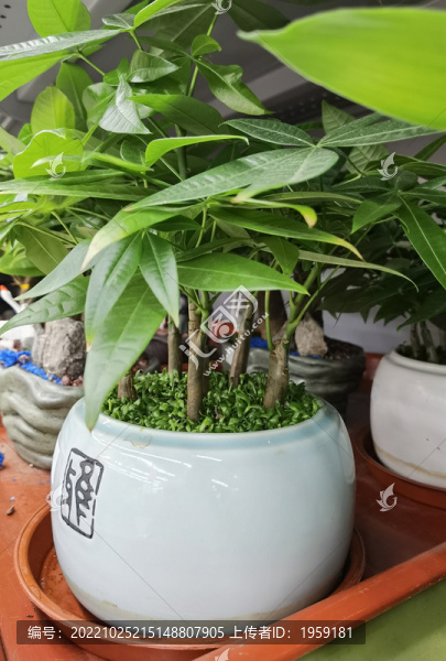 發(fā)財(cái)樹(shù)
