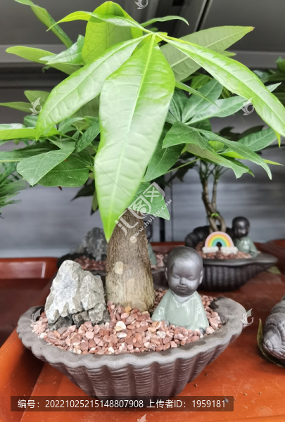 發(fā)財(cái)樹