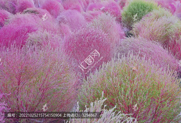紅綠相間的地膚林