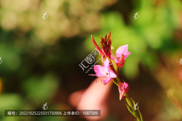 山桃草
