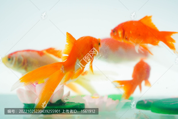夏至小金魚