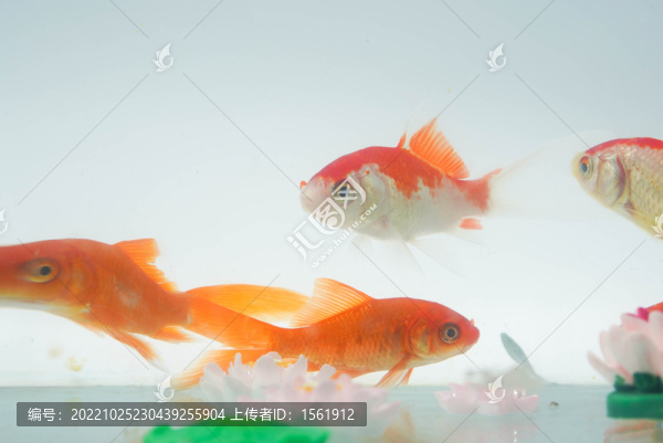 夏至小金魚