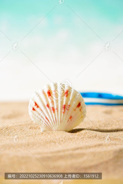 海洋海灘砂石貝殼