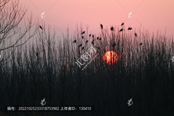 夕陽小樹林