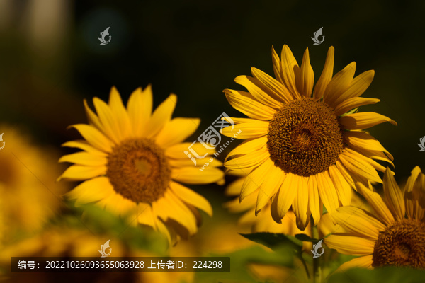 太陽花