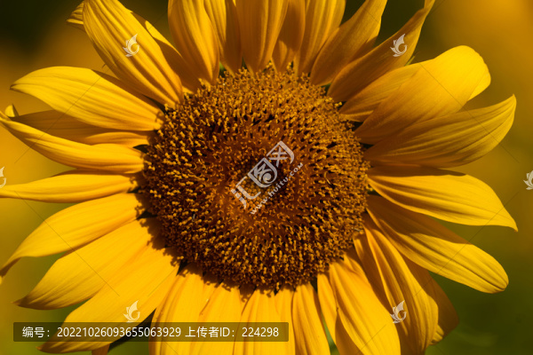 葵花特寫
