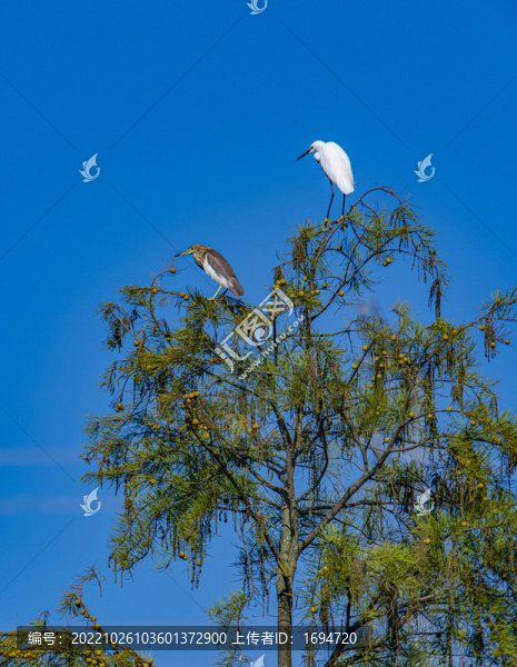 樹上的鷺鳥