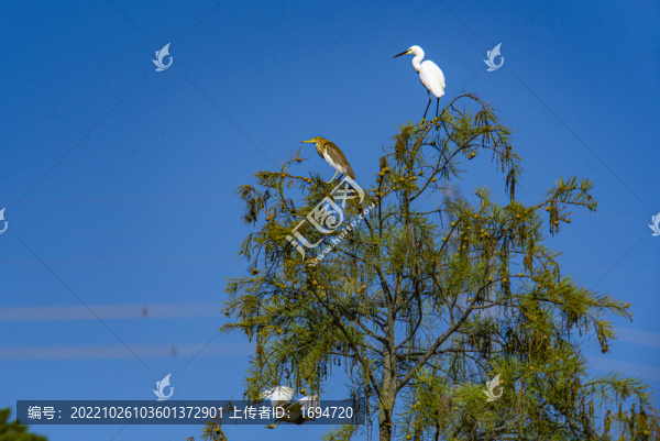 樹上的鷺鳥