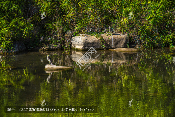 水中鷺鳥(niǎo)