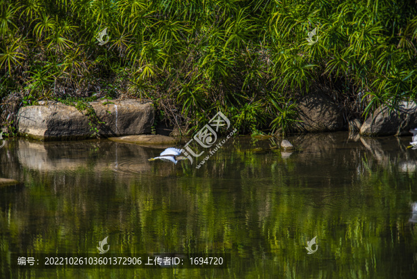 飛翔的鷺鳥