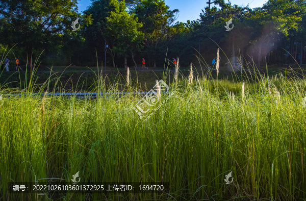 河邊的蘆葦