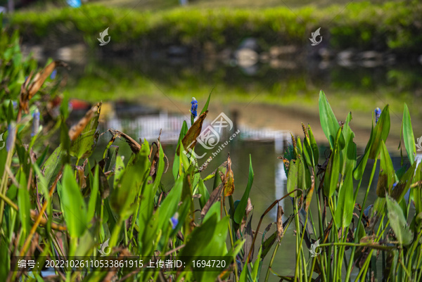 河邊草地