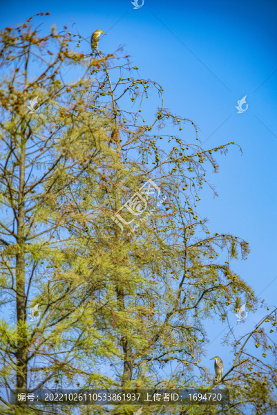紅豆杉樹上的鷺鳥