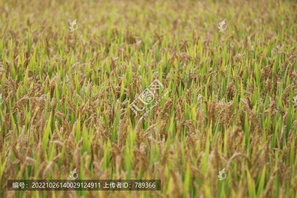 稻田