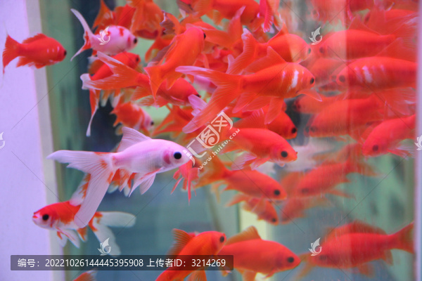 觀賞魚