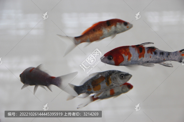 觀賞魚