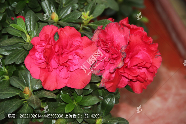 杜鵑花