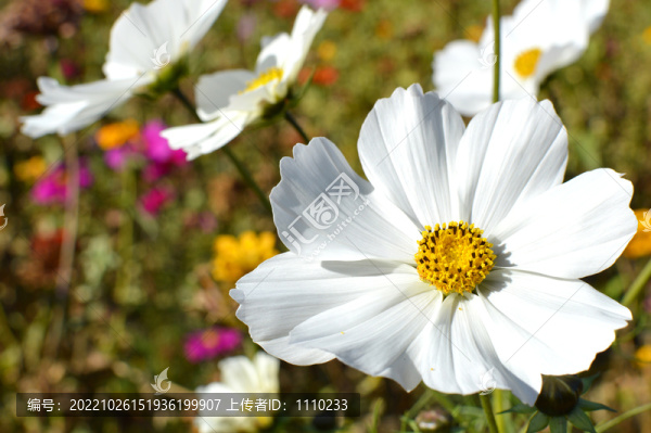 百日菊