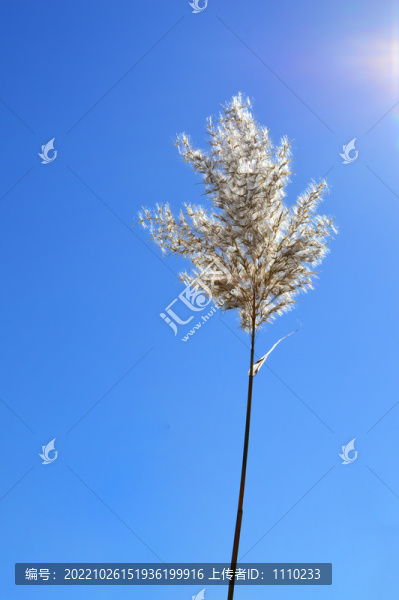 蒲草