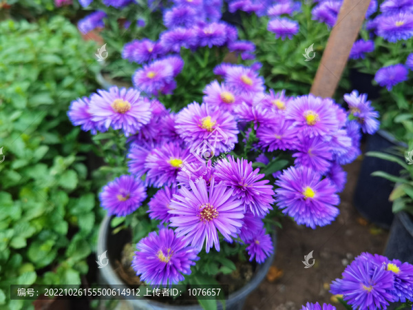 紫色菊花