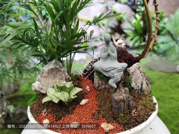 觀賞植物