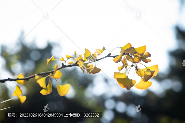 銀杏枝特寫照片