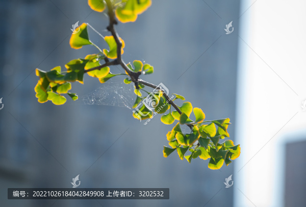 西安雁南公園銀杏