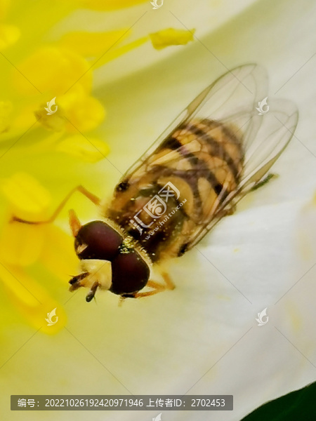 蜜蜂