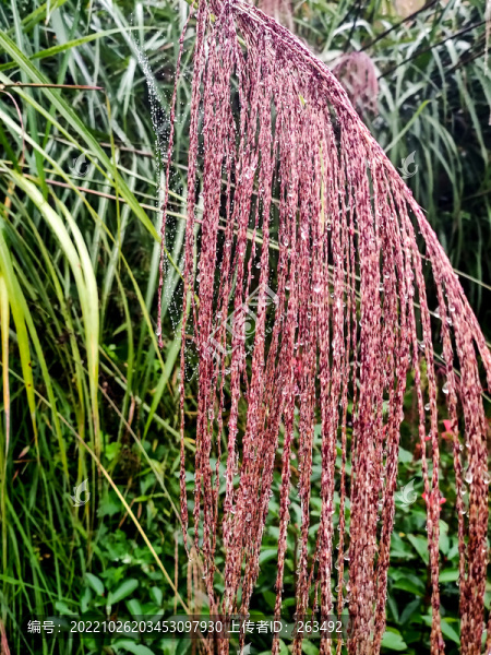 毛草花