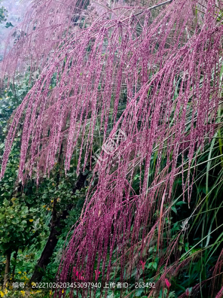 毛草花上掛滿水珠