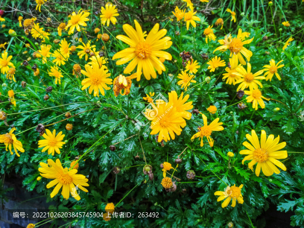 小菊花