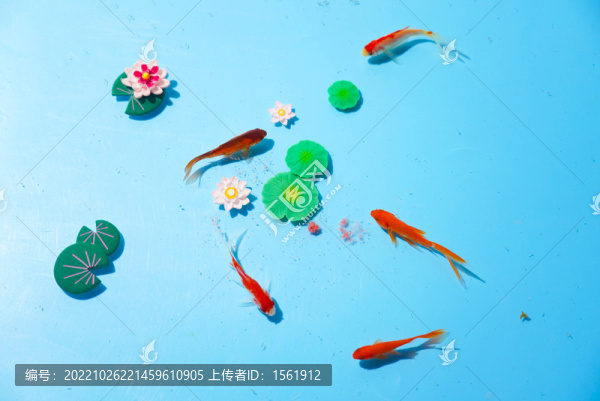 小金魚