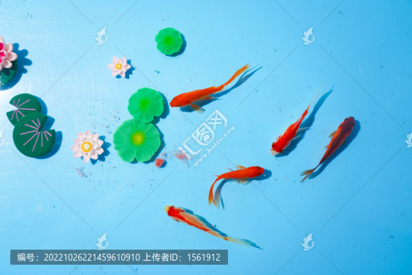 小金魚