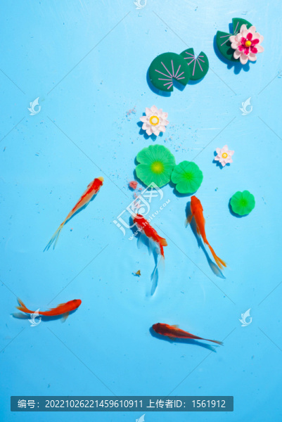 小金魚