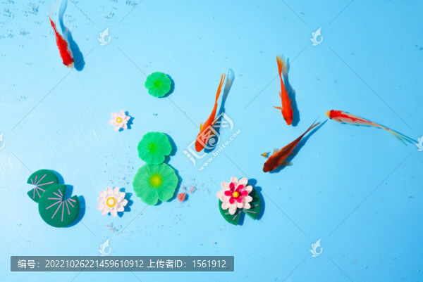 小金魚
